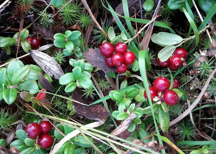 Hébergement de vacances Moderne Laupstad